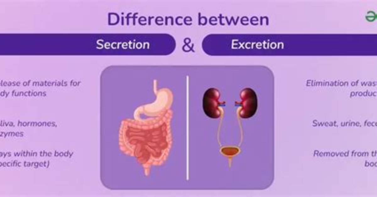 Was Does Secrete Mean?