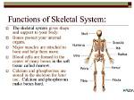 Was Does Skeletal System Mean?