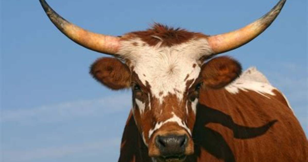 Was Does Steer Mean?