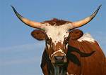Was Does Steer Mean?