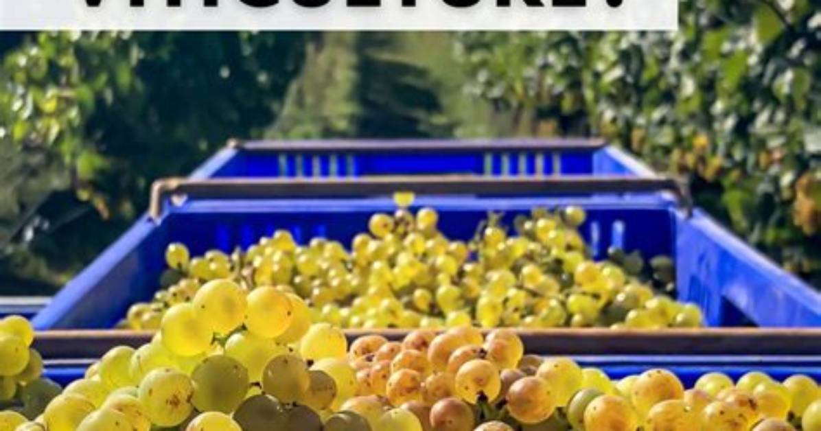 Was Does Viticulture Mean?