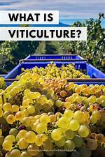 Was Does Viticulture Mean?