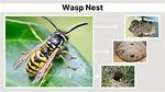 Was Does Wasp Stand for?