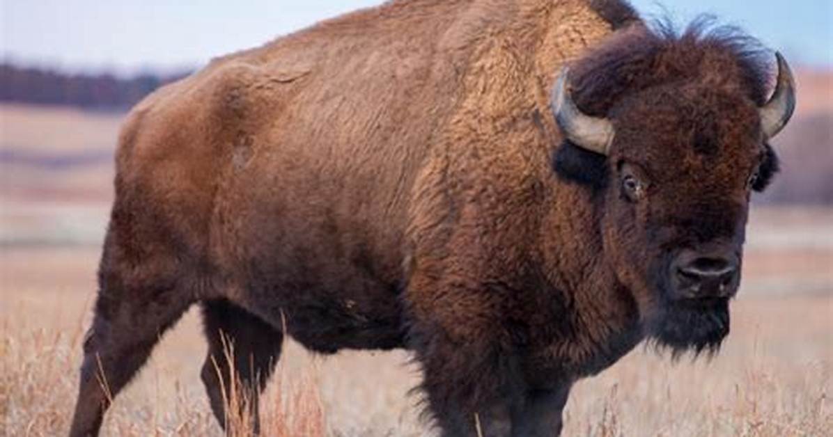 Was Ist Ein Bison?