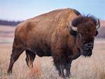 Was Ist Ein Bison?
