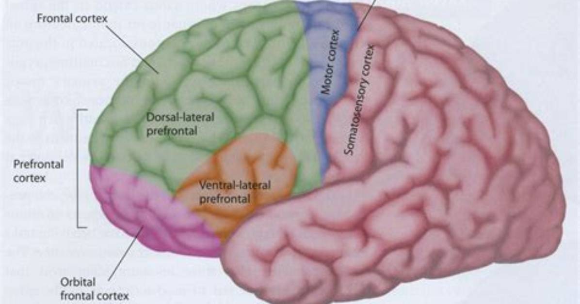 Was Ist Orbitofrontal Cortex?