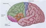 Was Ist Orbitofrontal Cortex?