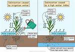 Was Salinization a Problem in Sumer?
