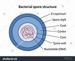 Was Spore a Failure?
