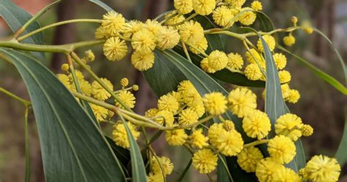 Wattle Flower