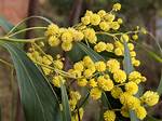 Wattle Flower