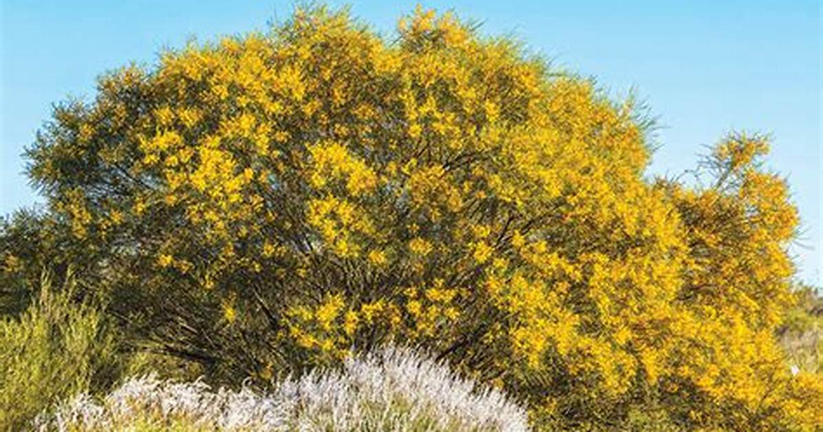 Wattles Tree