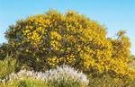 Wattles Tree