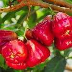 Wax Apple