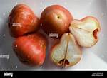 Wax Apples