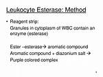 Wbc Esterase Trace