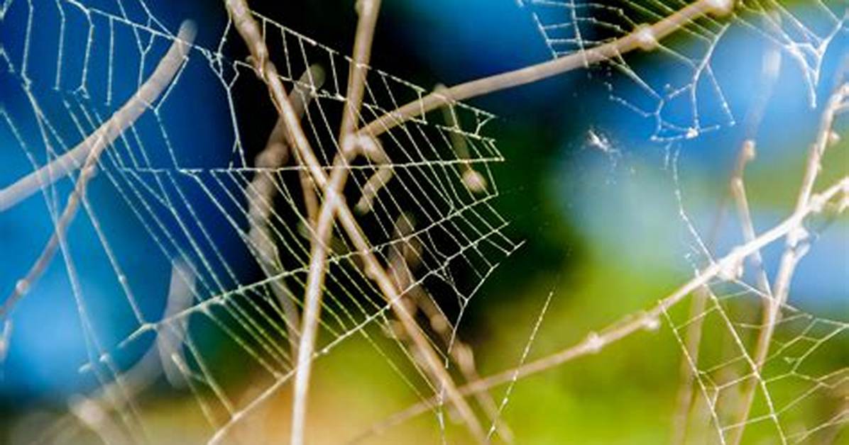 Weaved as a Web