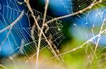 Weaved as a Web