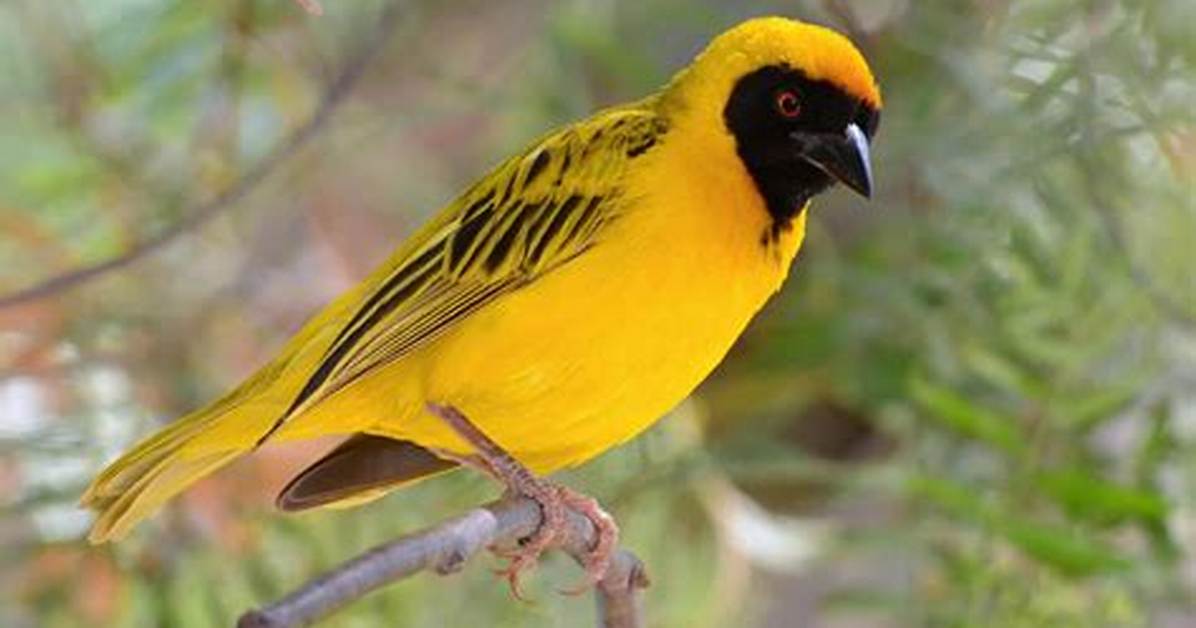 Weaver Bird