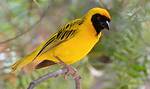 Weaver Bird