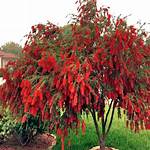 Weeping Bottlebrush Tree