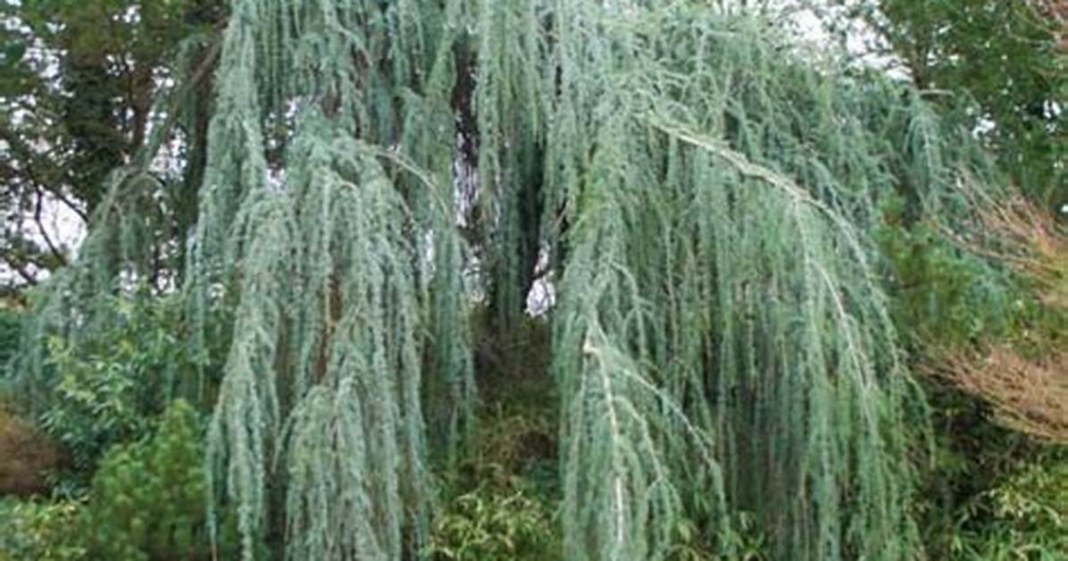 Weeping Evergreen
