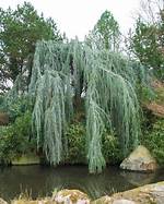 Weeping Evergreen
