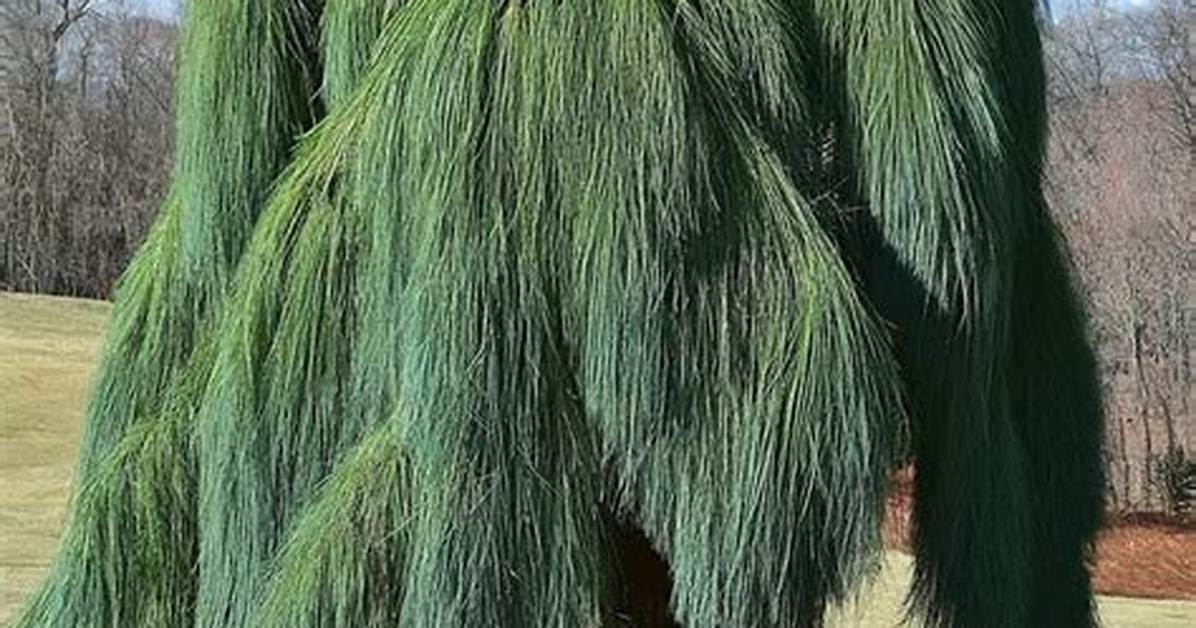 Weeping Pine Tree