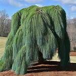 Weeping Pine Tree