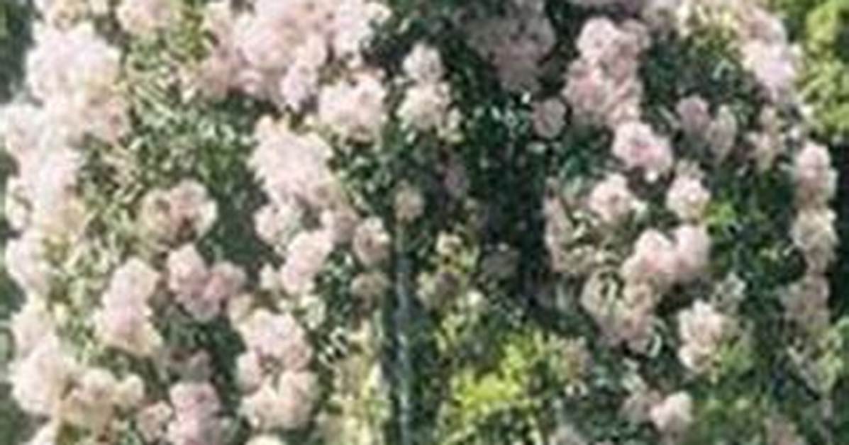 Weeping Rose Tree