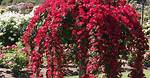 Weeping Rose Tree