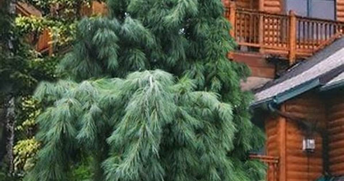 Weeping White Pine
