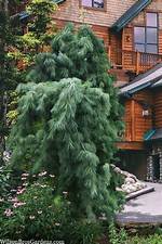 Weeping White Pine