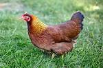 Welsummer Chickens