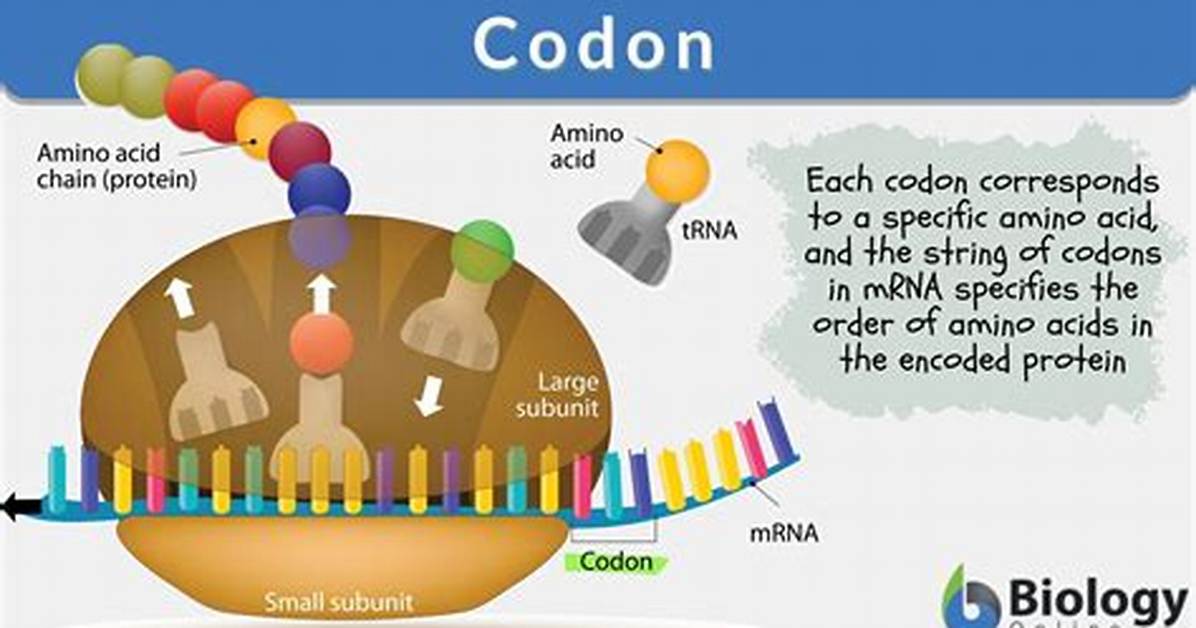 Were Are Codons Located?