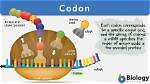 Were Are Codons Located?