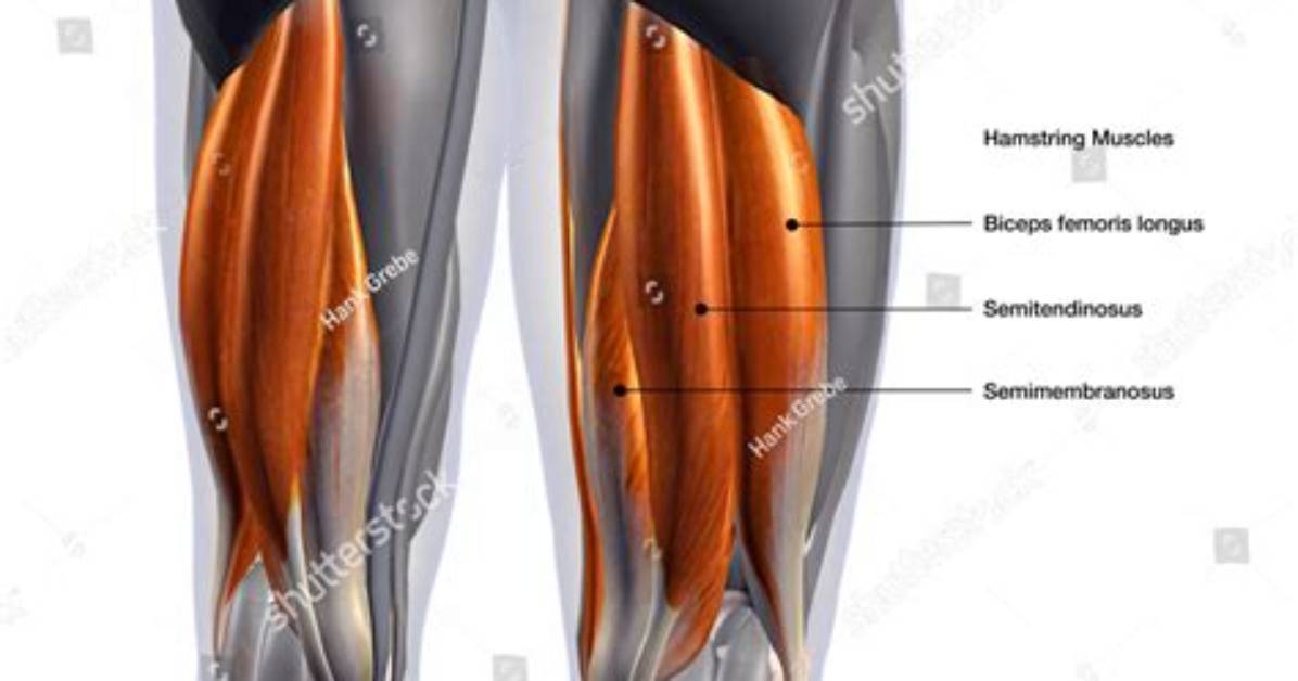 Were Are Your Hamstrings?