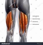 Were Are Your Hamstrings?