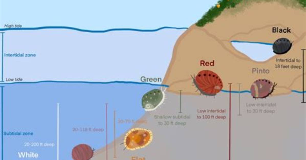 Were Do Abalone Live?