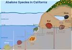 Were Do Abalone Live?