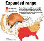 Were Do Armadillo Live?