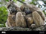Were Do Baboons Sleep?