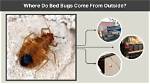 Were Do Bed Bugs Come from?