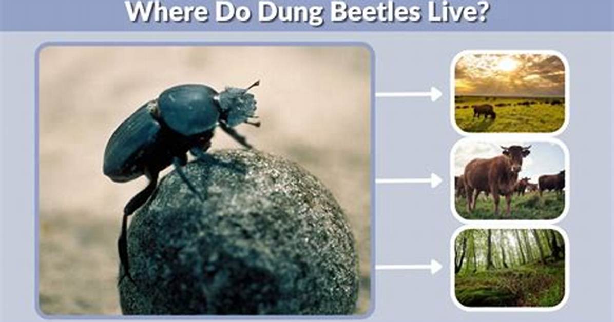 Were Do Beetles Live?
