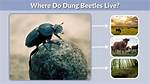 Were Do Beetles Live?