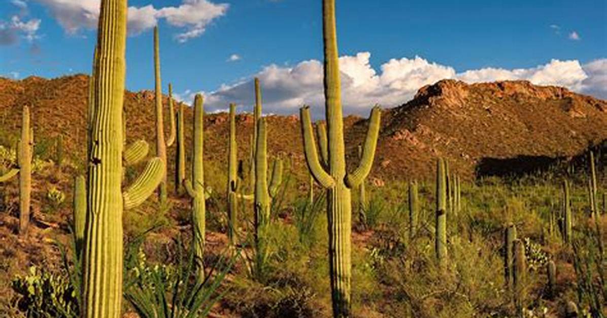 Were Do Cactus Live?