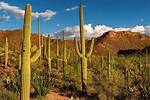 Were Do Cactus Live?