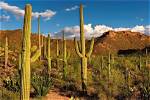 Were Do Cactuses Live?