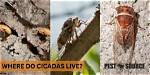 Were Do Cicadas Live?