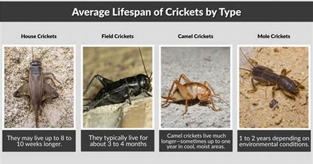 Were Do Crickets Live?
